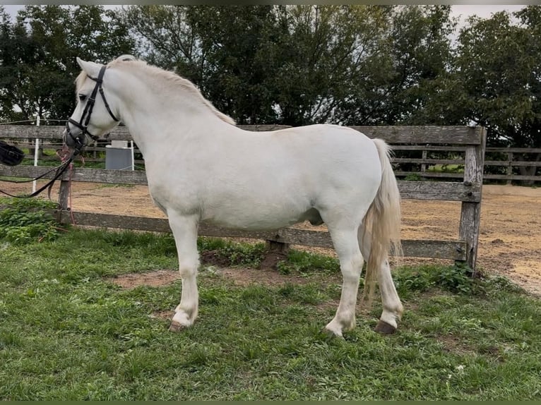 More ponies/small horses Gelding 8 years 12,1 hh Grey in Rechnitz