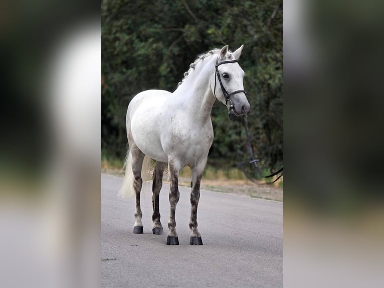 More ponies/small horses Gelding 8 years 13.1 hh Grey in Határ utca 25
