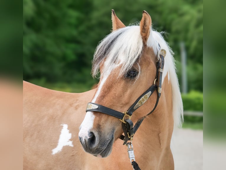 More ponies/small horses Gelding 8 years 13.2 hh Pinto in Neustadt (Wied)