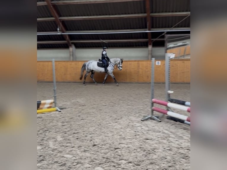 More ponies/small horses Gelding 8 years 13,1 hh Grey-Dapple in Uelsen