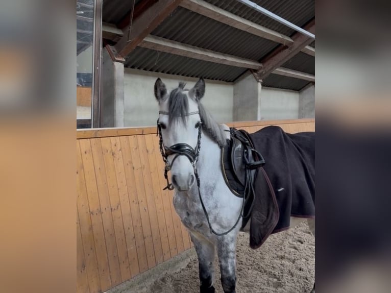 More ponies/small horses Gelding 8 years 13,1 hh Grey-Dapple in Uelsen