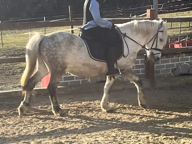 More ponies/small horses Gelding 8 years 13,1 hh Grey in Ursensollen