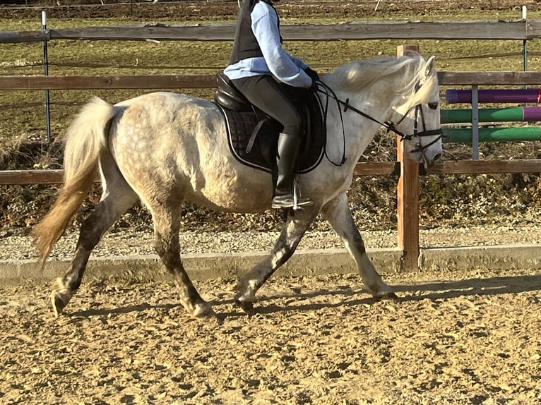 More ponies/small horses Gelding 8 years 13,1 hh Grey in Ursensollen