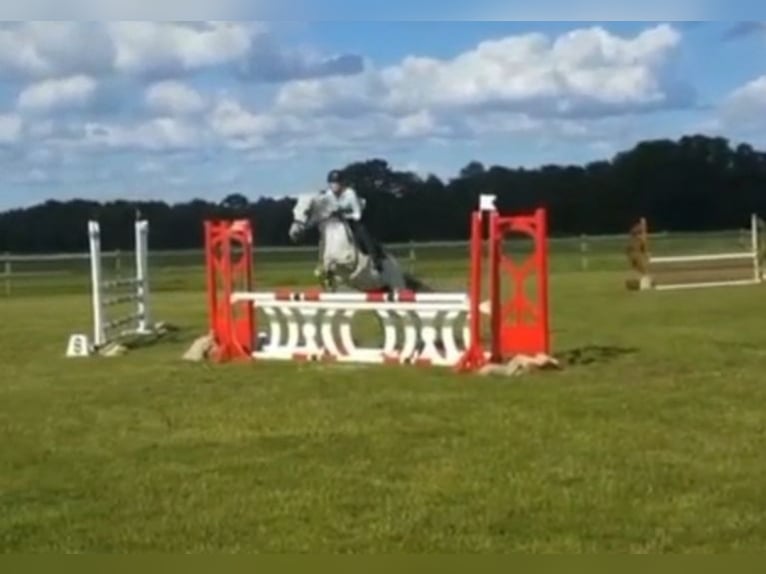 More ponies/small horses Gelding 8 years 13,2 hh Gray in Becs