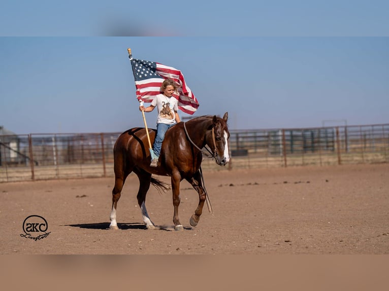 More ponies/small horses Gelding 8 years 14.1 hh Sorrel in Canyon