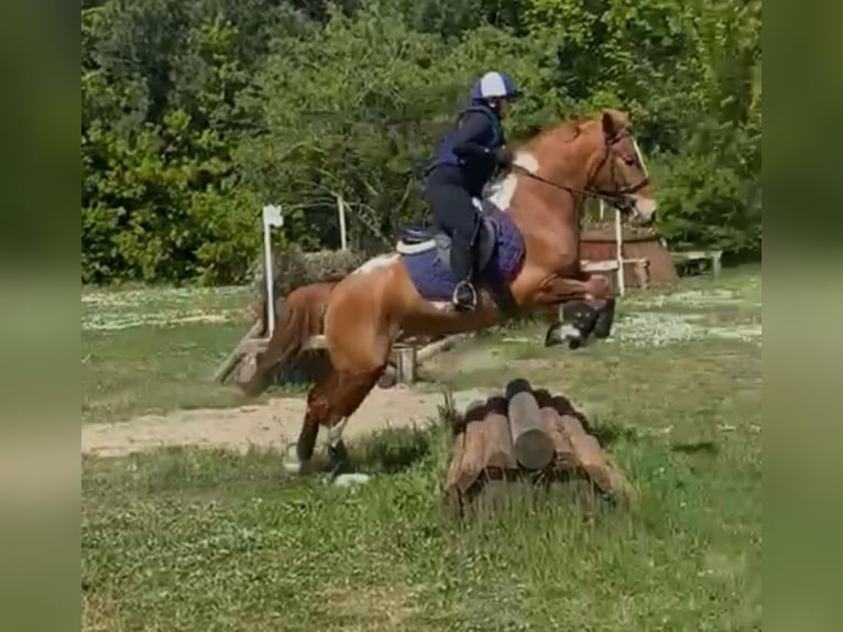 More ponies/small horses Gelding 8 years 14,2 hh Chestnut-Red in Potenza Picena