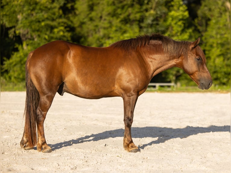 More ponies/small horses Gelding 8 years 14.2 hh Sorrel in West Palm Beach