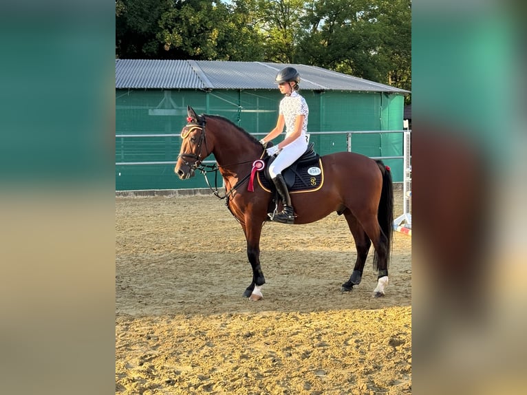 More ponies/small horses Mix Gelding 8 years 14.3 hh Brown in Oerlinghausen
