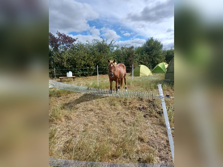 More ponies/small horses Mix Gelding 8 years 14 hh Chestnut-Red in M&#xFC;geln