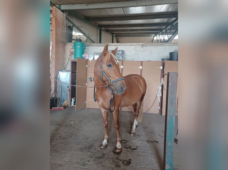 More ponies/small horses Mix Gelding 8 years 14 hh Chestnut-Red in M&#xFC;geln