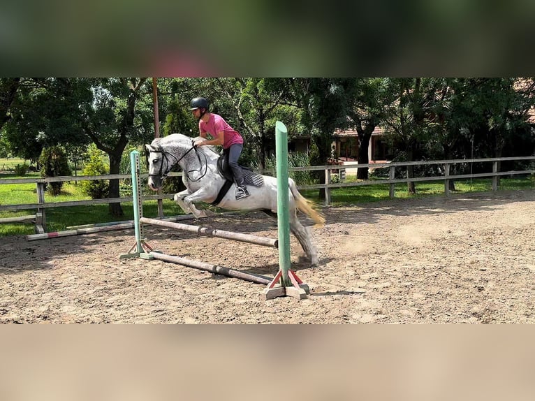 More ponies/small horses Gelding 8 years 14 hh Grey in B&#xE9;k&#xE9;scsaba