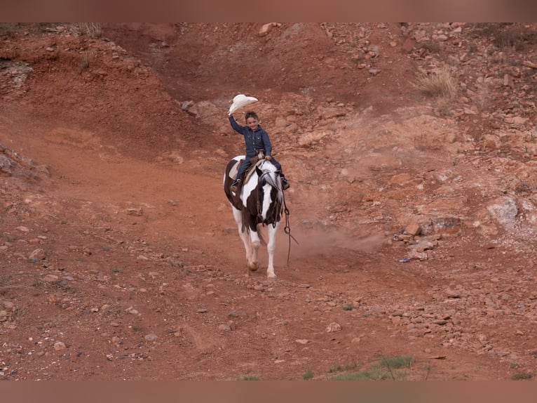 More ponies/small horses Gelding 8 years 14 hh Pinto in Canyon