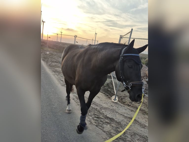 More ponies/small horses Mix Gelding 8 years 14,1 hh Black in M&#xFC;geln