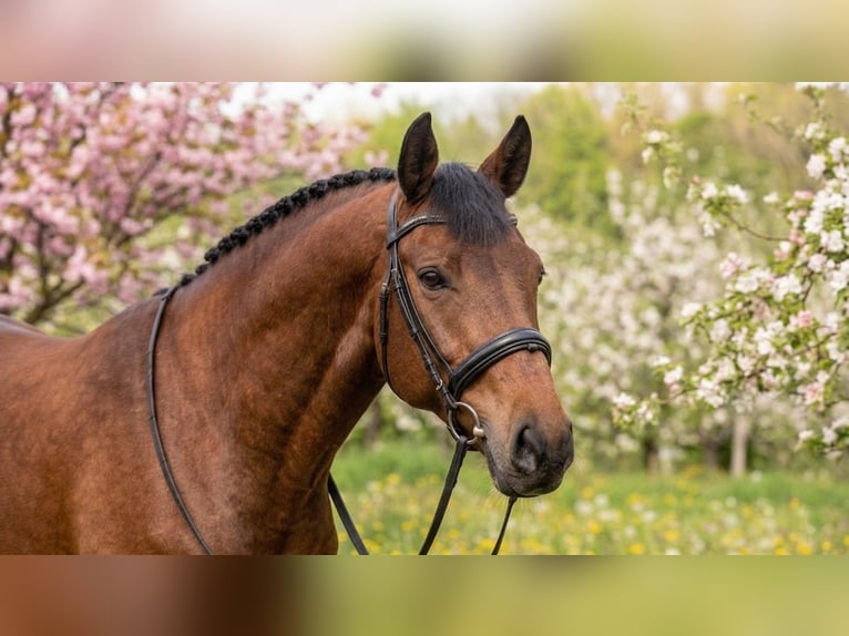 More ponies/small horses Gelding 8 years 14,1 hh Brown in Kecskemét