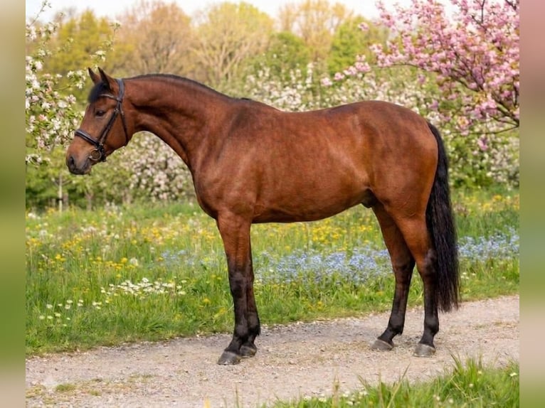 More ponies/small horses Gelding 8 years 14,1 hh Brown in Kecskemét
