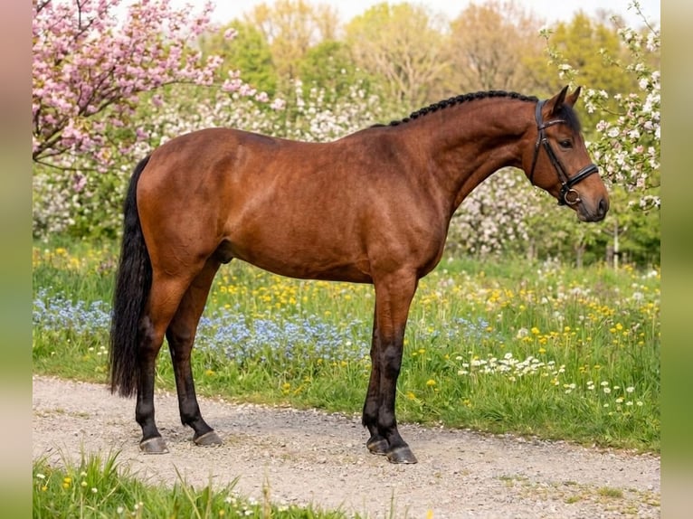 More ponies/small horses Gelding 8 years 14,1 hh Brown in Kecskemét