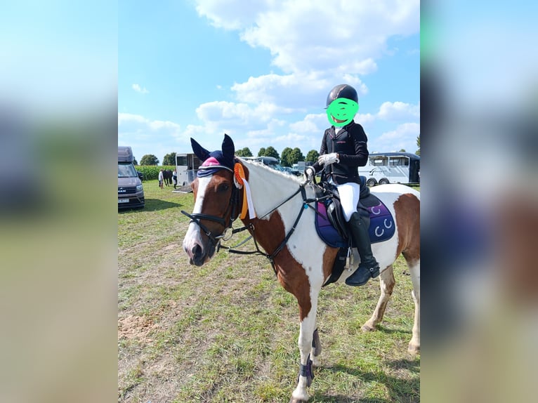 More ponies/small horses Gelding 8 years 14,1 hh Pinto in Werne