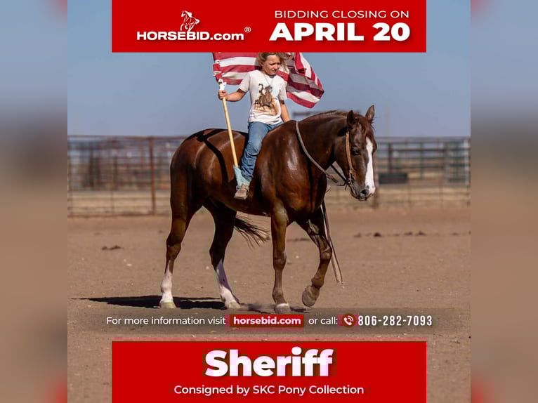 More ponies/small horses Gelding 8 years 14,1 hh Sorrel in Canyon