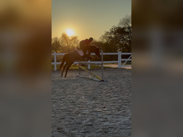 More ponies/small horses Gelding 8 years 14,2 hh Chestnut-Red in Ko&#x15B;cino 1C