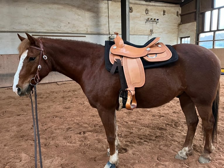 More ponies/small horses Gelding 8 years 14,2 hh Chestnut-Red in Plaue