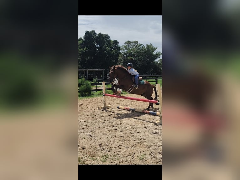 More ponies/small horses Gelding 8 years 14,2 hh Sorrel in West Palm Beach