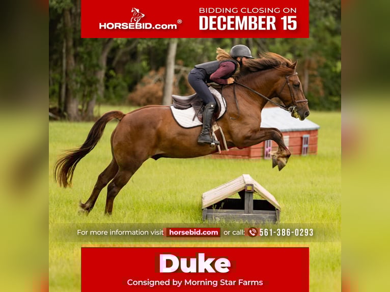 More ponies/small horses Gelding 8 years 14,2 hh Sorrel in West Palm Beach