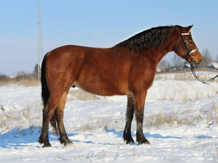 More ponies/small horses Gelding 8 years 14,3 hh Brown in Békés
