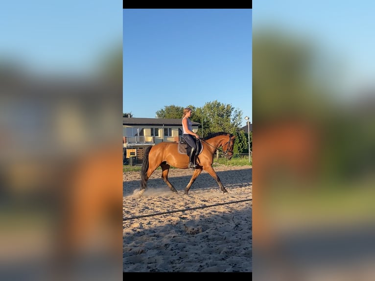 More ponies/small horses Gelding 8 years 15 hh Brown in Ahrensfelde