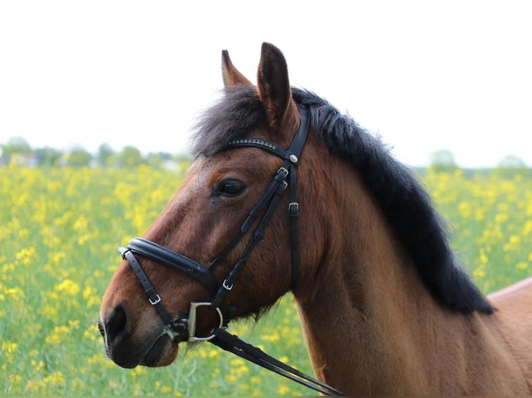 More ponies/small horses Gelding 8 years 15 hh Brown in Ahrensfelde