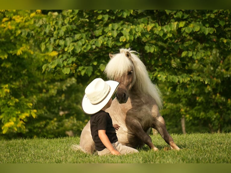 More ponies/small horses Gelding 8 years 7,2 hh in Fresno, OH
