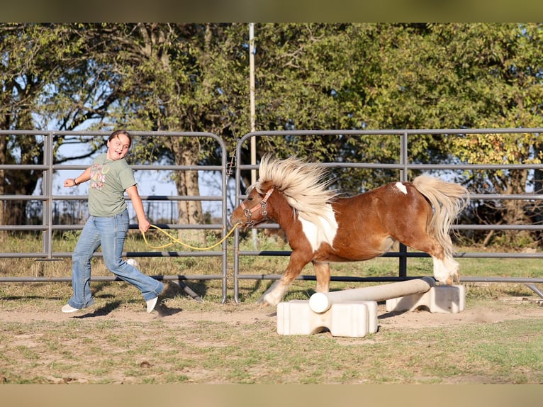 More ponies/small horses Gelding 8 years 8,1 hh Pinto in Forney