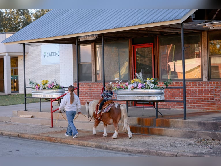 More ponies/small horses Gelding 8 years 8,1 hh Pinto in Forney