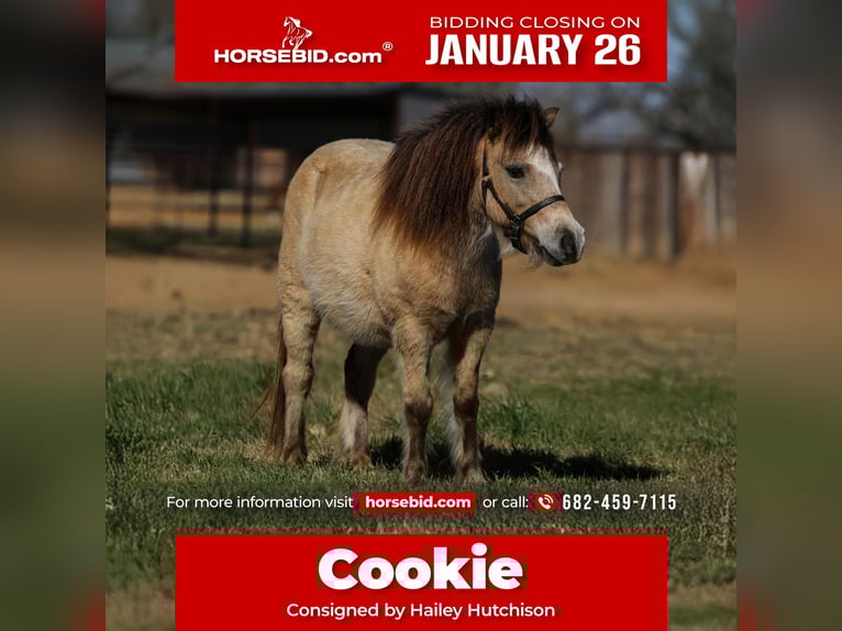 More ponies/small horses Gelding 8 years 9.2 hh Buckskin in Joshua