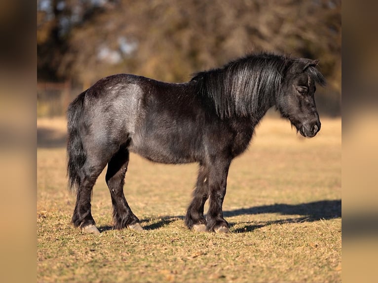 More ponies/small horses Gelding 8 years 9 hh Roan-Blue in Weatherford
