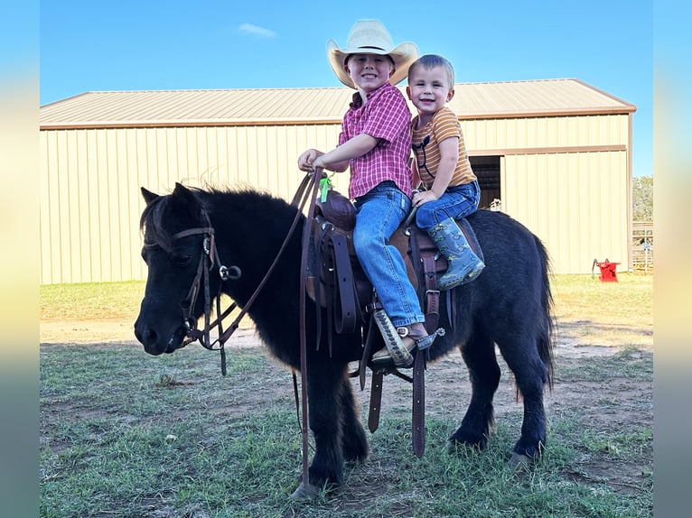 More ponies/small horses Gelding 8 years 9 hh Roan-Blue in Weatherford