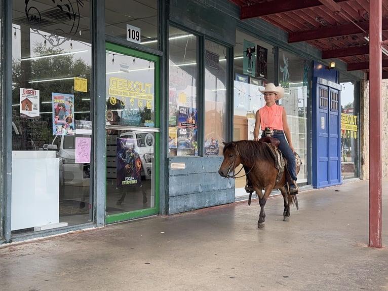 More ponies/small horses Gelding 8 years 9,1 hh Bay in Cleburne