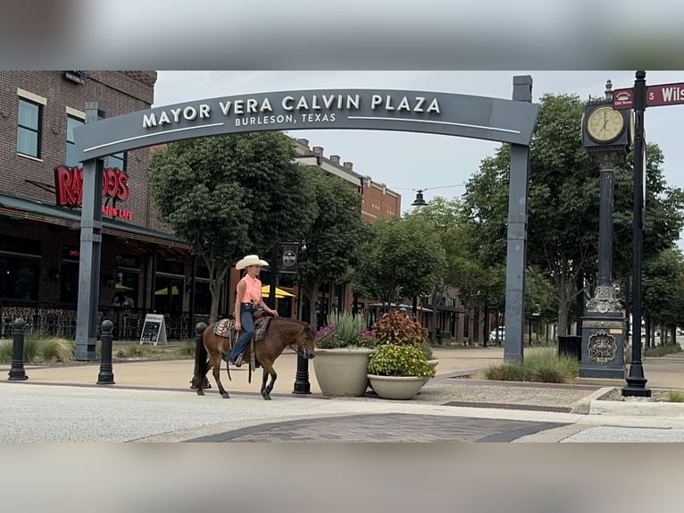 More ponies/small horses Gelding 8 years 9,1 hh Bay in Cleburne