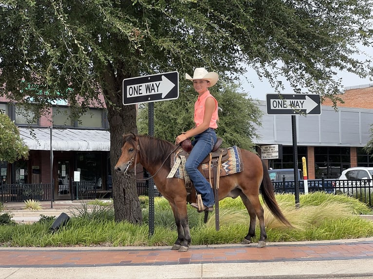 More ponies/small horses Gelding 8 years 9,1 hh Bay in Cleburne
