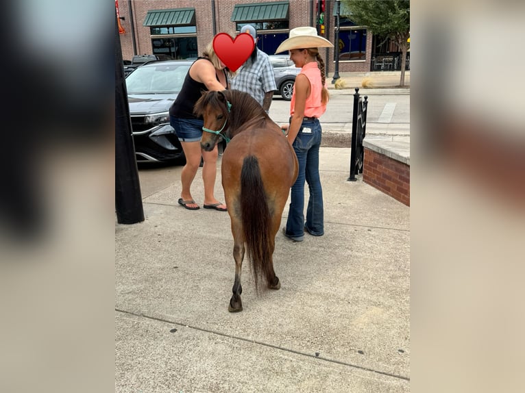 More ponies/small horses Gelding 8 years 9,1 hh Bay in Cleburne