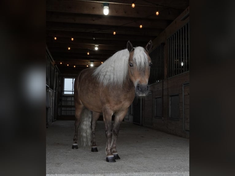 More ponies/small horses Gelding 8 years 9,2 hh Buckskin in Fredericksburg