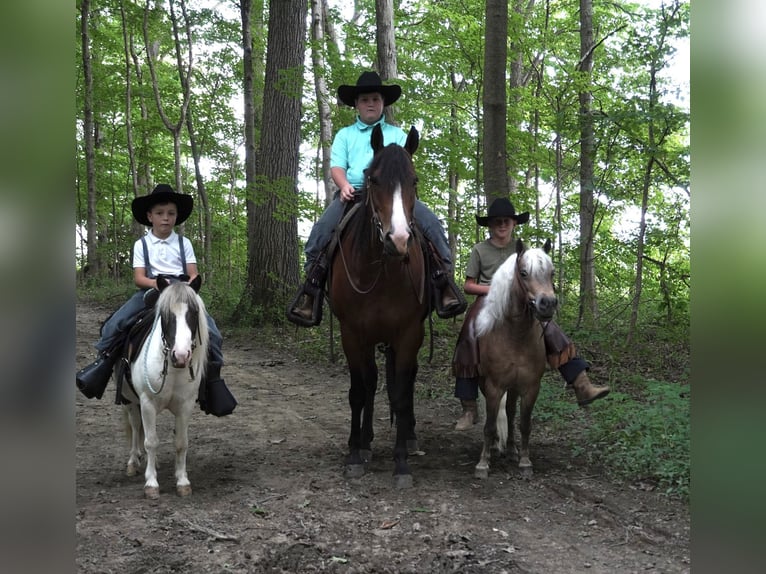 More ponies/small horses Gelding 8 years 9,2 hh Buckskin in Fredericksburg