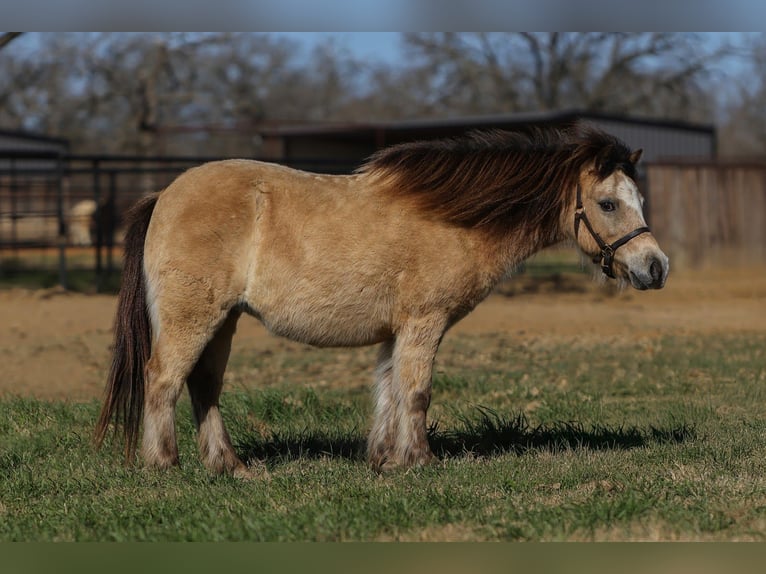 More ponies/small horses Gelding 8 years 9,2 hh Buckskin in Joshua