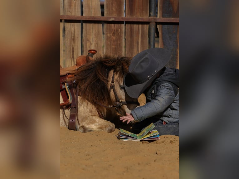 More ponies/small horses Gelding 8 years 9,2 hh Buckskin in Joshua