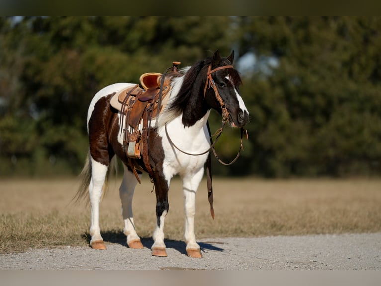 More ponies/small horses Gelding 8 years Pinto in Weatherford