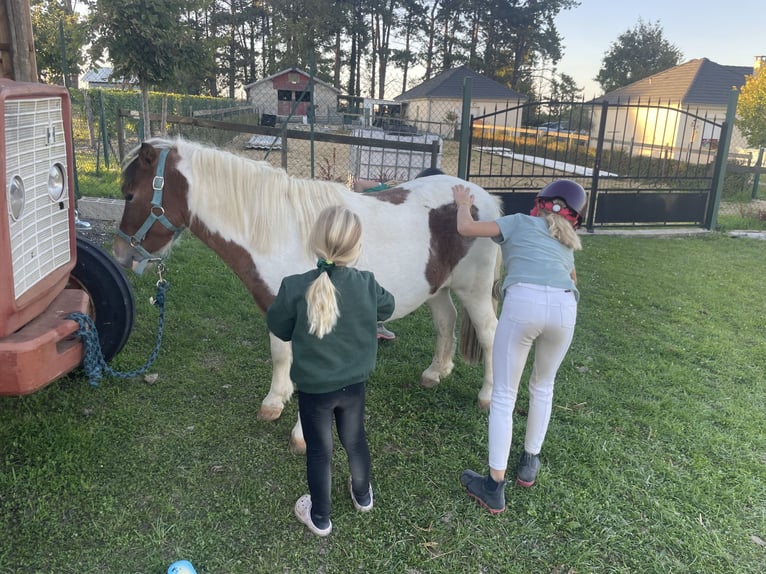 More ponies/small horses Gelding 9 years 10.1 hh Pinto in Saint-Martin-sur-Ocre