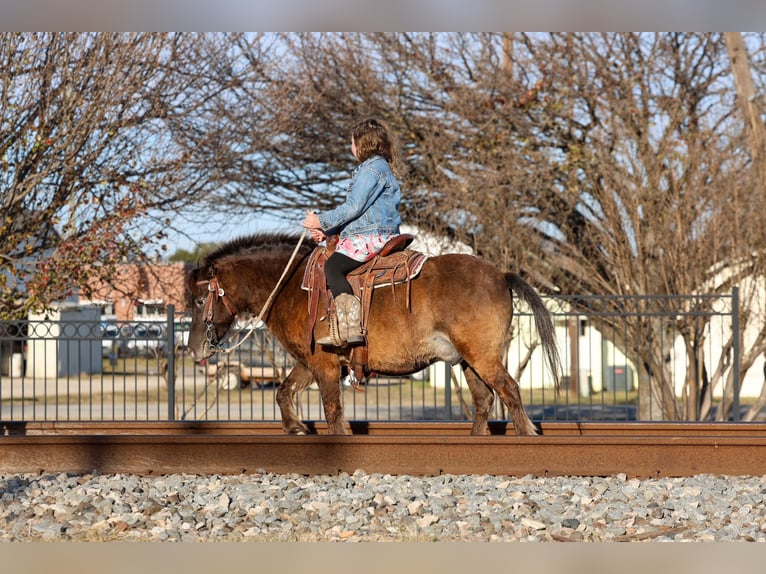 More ponies/small horses Gelding 9 years 10.2 hh Bay in Forney