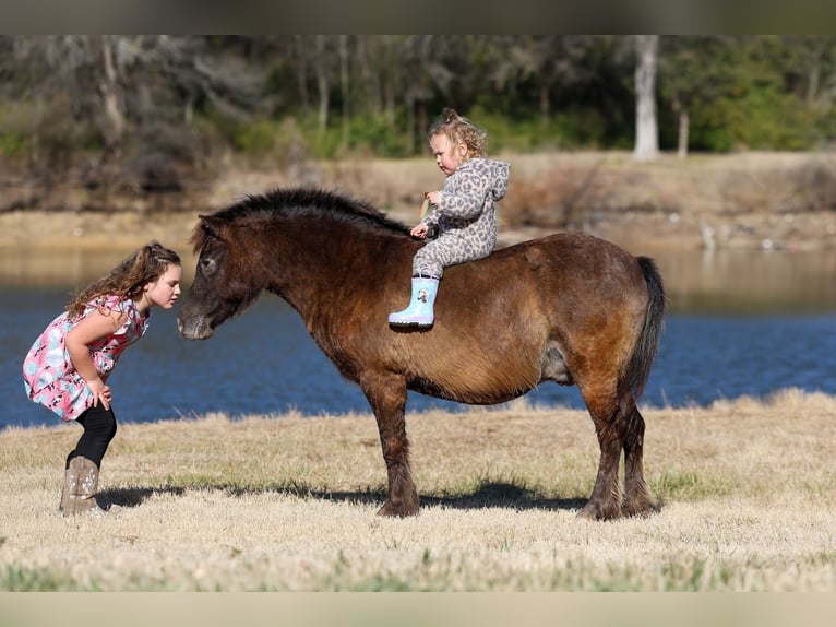 More ponies/small horses Gelding 9 years 10.2 hh Bay in Forney