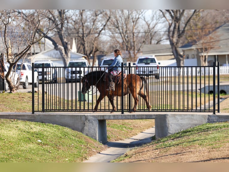 More ponies/small horses Gelding 9 years 10.2 hh Bay in Forney