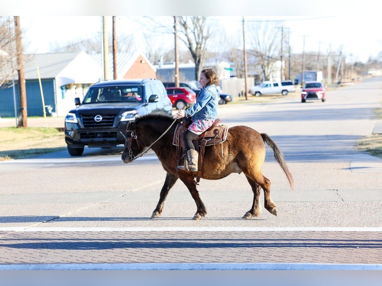 More ponies/small horses Gelding 9 years 10.2 hh Bay in Forney