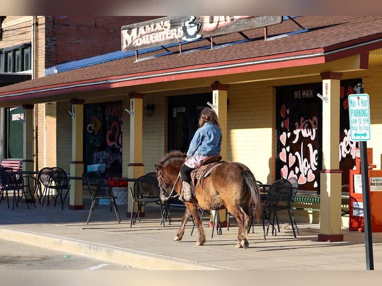 More ponies/small horses Gelding 9 years 10.2 hh Bay in Forney